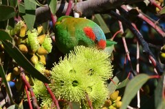 Glossopsitta concinna