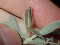 Eremophila