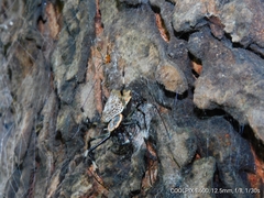 Herennia multipuncta