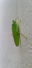 Copiphorini