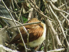 Centropus superciliosus burchellii