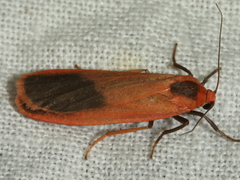 Scoliacma bicolora