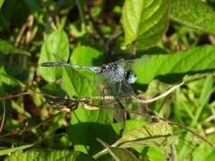 Diplacodes trivialis