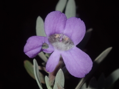 Eremophila