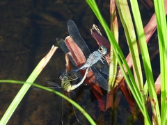 Diplacodes trivialis