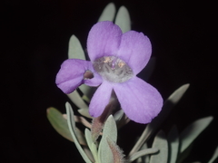 Eremophila
