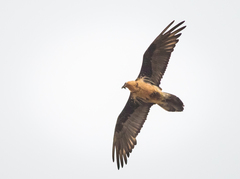 Gypaetus barbatus