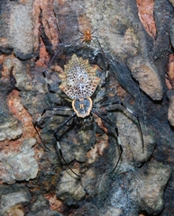 Herennia multipuncta