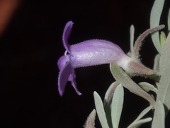 Eremophila