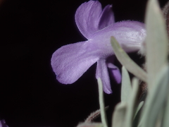 Eremophila