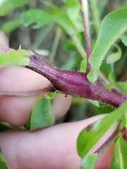 Neolasioptera ramuscula
