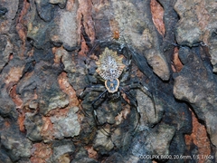 Herennia multipuncta