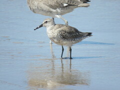 Calidris canutus