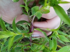 Neolasioptera ramuscula