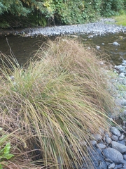 Carex nudata