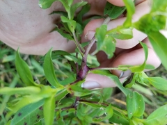 Neolasioptera ramuscula