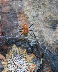 Herennia multipuncta