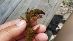 Myriophyllum