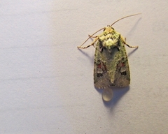 Lacinipolia implicata