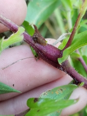 Neolasioptera ramuscula