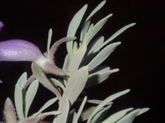 Eremophila