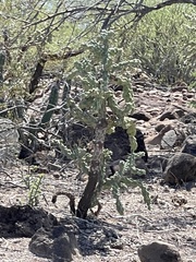 Cylindropuntia cholla