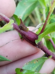 Neolasioptera ramuscula