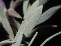 Eremophila