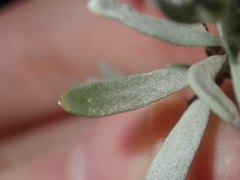 Eremophila