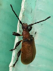 Ecnolagria rufescens