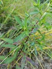 Neolasioptera ramuscula