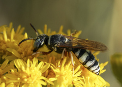 Philanthus ventilabris