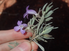 Eremophila