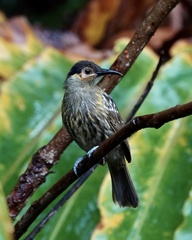 Xanthotis macleayanus