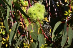 Phylidonyris novaehollandiae