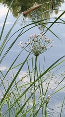 Butomus umbellatus