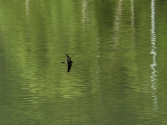Aerodramus germani