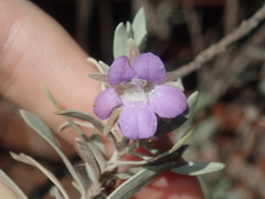 Eremophila