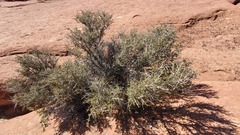 Cercocarpus intricatus