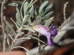 Eremophila