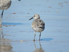 Calidris canutus