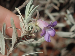Eremophila