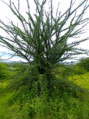 Crescentia alata