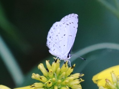 Celastrina neglecta
