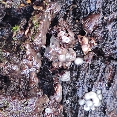 Helicogloea compressa