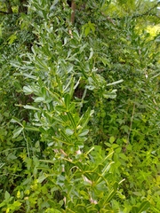Crescentia alata