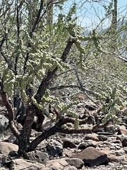 Cylindropuntia cholla