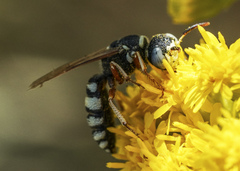 Philanthus ventilabris