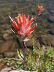 Castilleja miniata