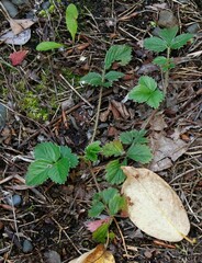 Potentilla stolonifera